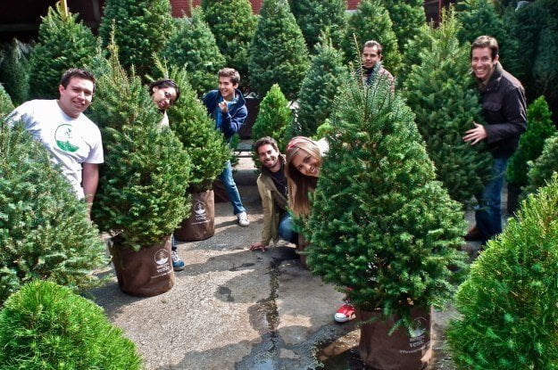Navidad sustentable rentar un árbol o comprar un pino en maceta Navidad sustentable rentar un árbol o comprar un pino en maceta