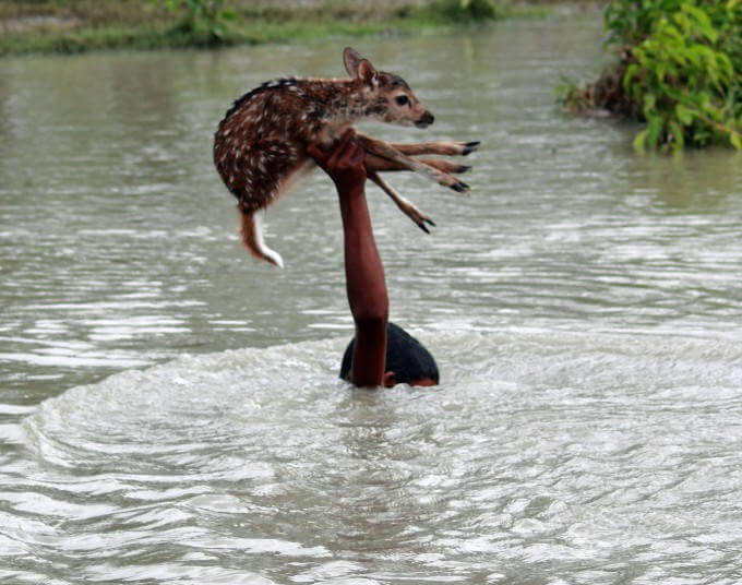 niño salva venado