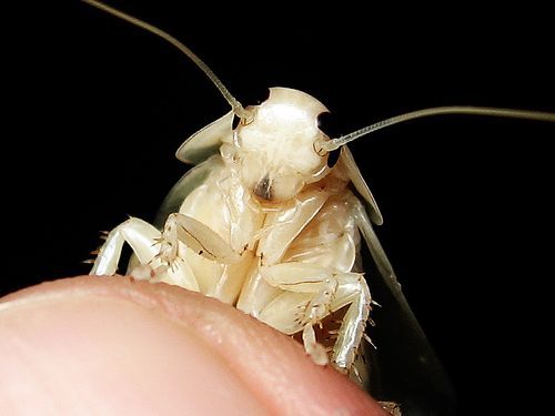 Cucaracha blanca