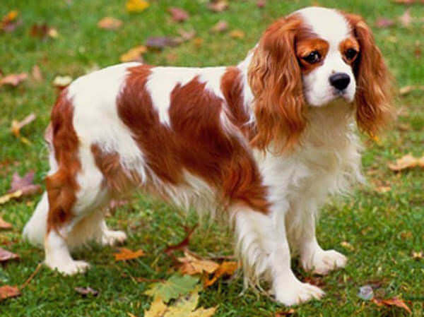 Cavalier King Charles Spaniel