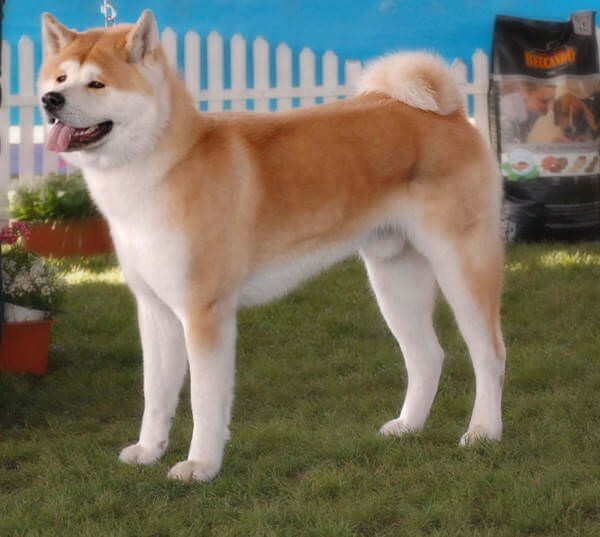 Perro Akita