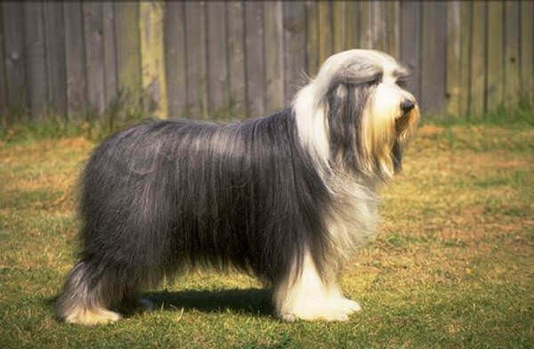 Perro Collie Barbudo