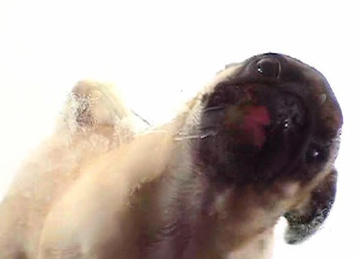 Pug