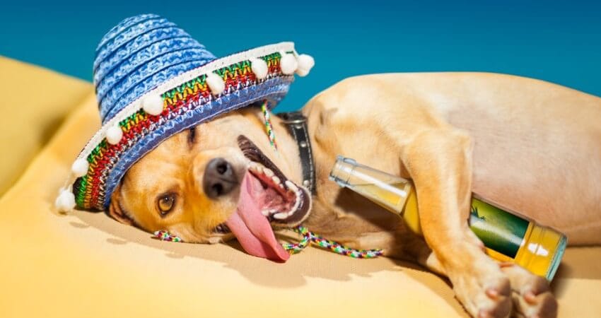 tips para no terminar borracho en fiesta
