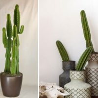 adornar-interior-con-cactus