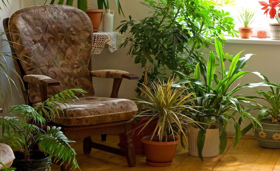 Plantas dentro de la casa o departamento | NeoStuff