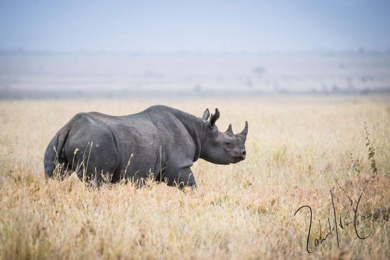 Rinoceronte negro de africa occidental