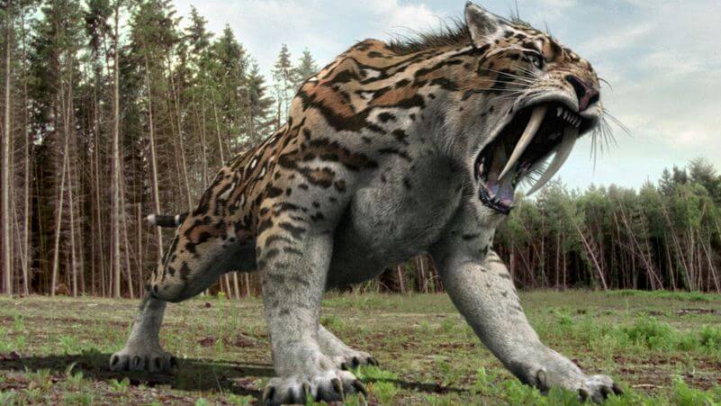 tigre dientes de sable extinción