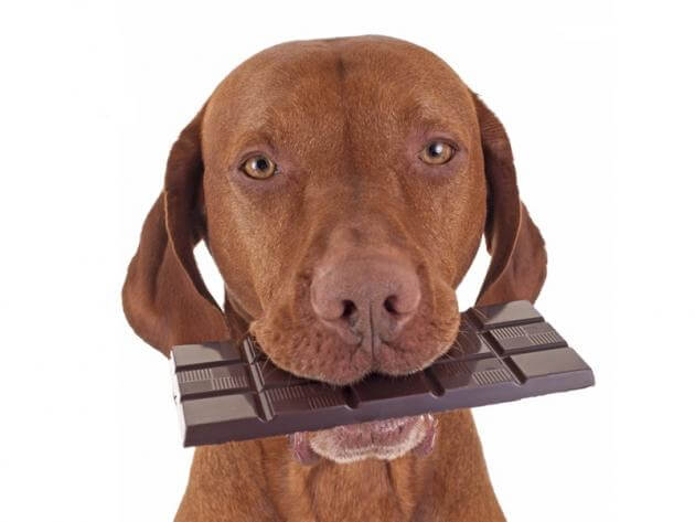 chocolate malo para perros