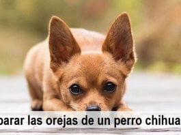 Cómo parar las orejas de un perro chihuahueño