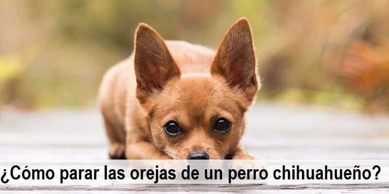 Cómo parar las orejas de un perro chihuahueño