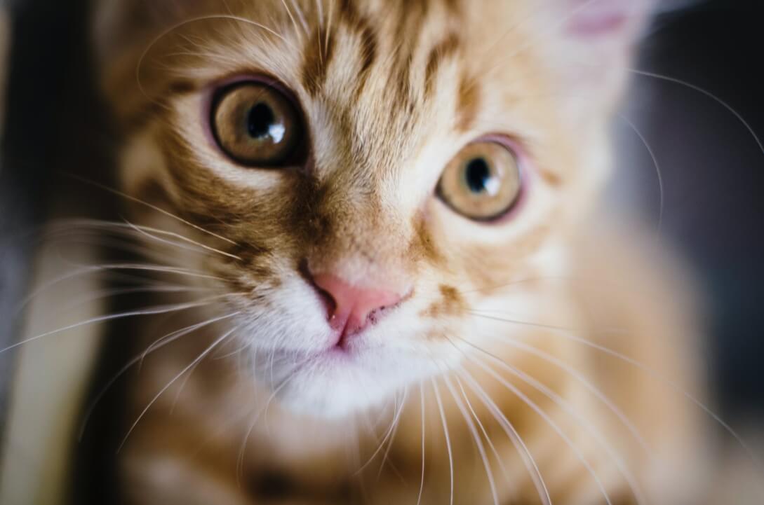 Semáforo de croquetas para gatos