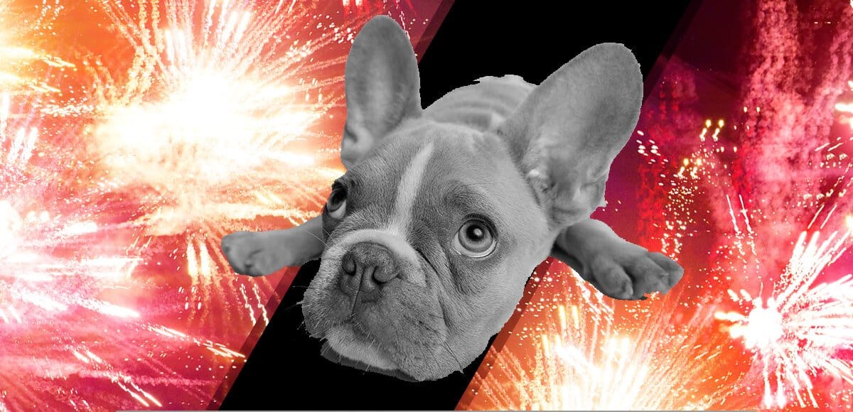 por qué los perro odian los cohetes